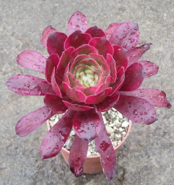 Aeonium cv Mardi Gras variegata