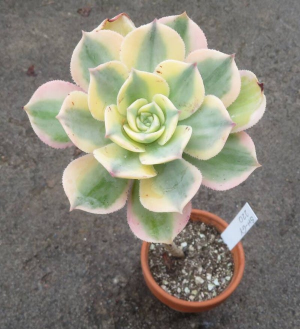 Aeonium decorum cv Tricolor variegata