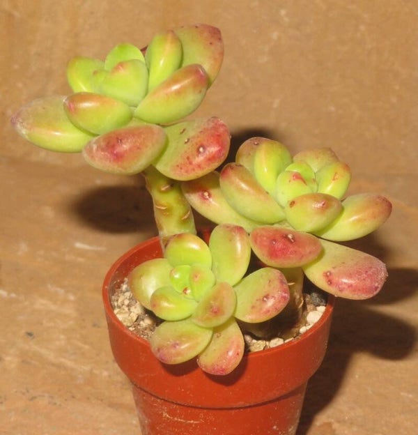 Echeveria cv Peridot ( X Sedum ) - 2 Blätter / Blattstecklinge