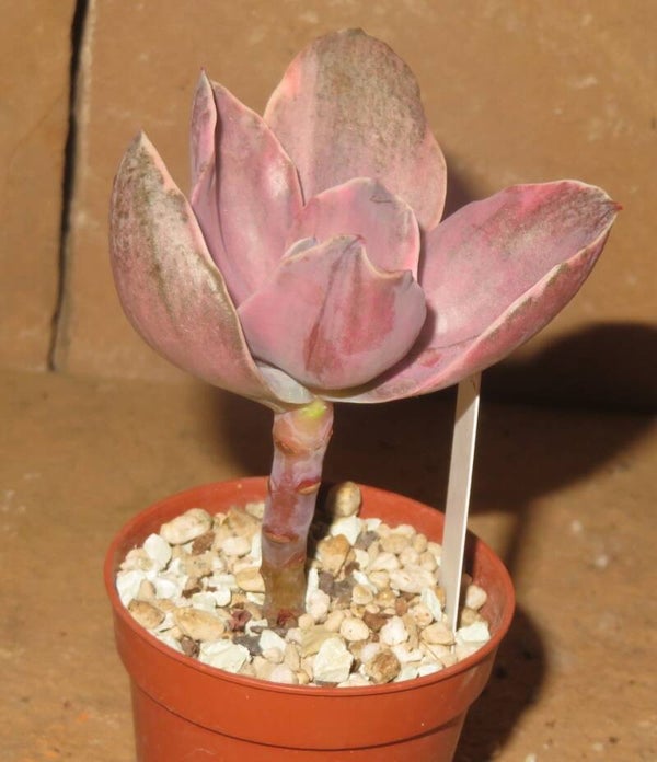 Echeveria cv Decora variegata