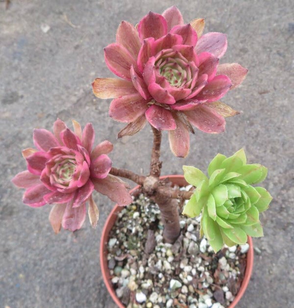 Aeonium cv Pink Daisy – Multicolor variegata