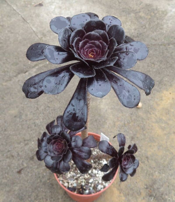 Aeonium arboreum 'Atropurpureum' SCHWARZKOPF