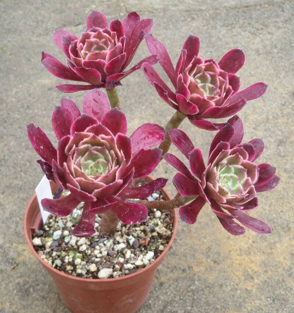 Aeonium cv Ink Painting variegata