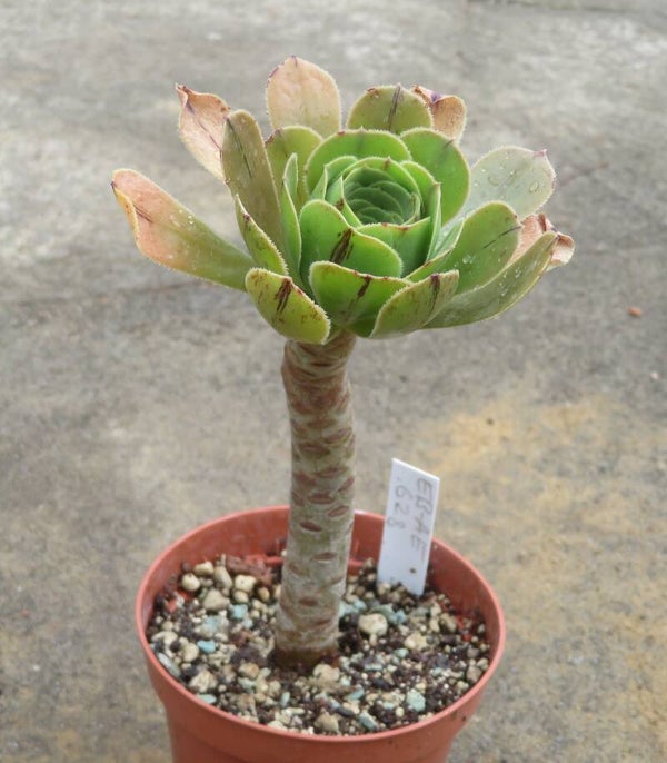 Aeonium arboreum 'Atropurpureum' Green Form