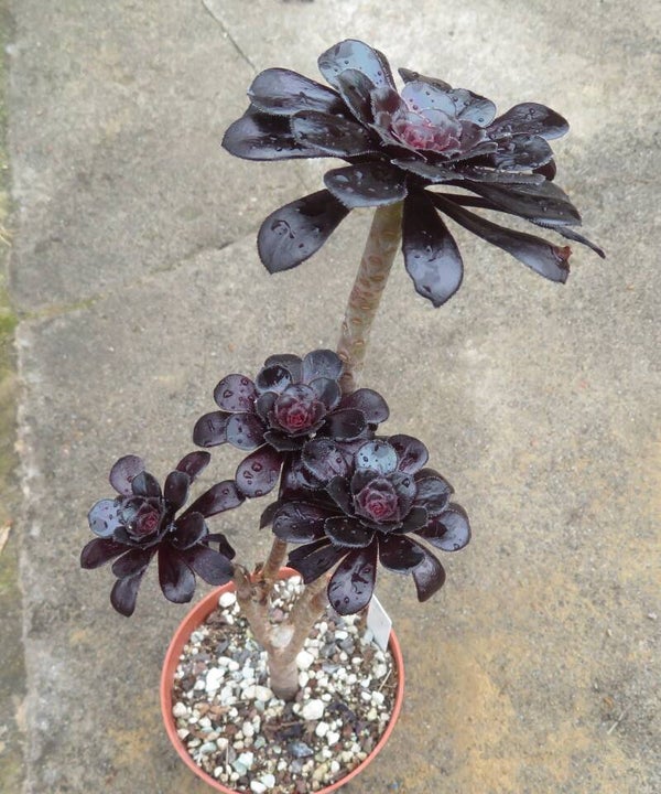 Aeonium arboreum 'Atropurpureum' SCHWARZKOPF