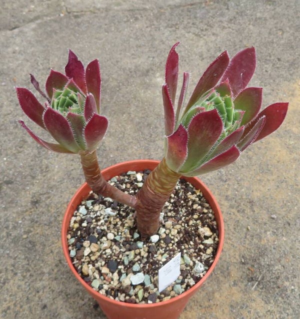 Aeonium simsii x Schwarzkopf cv Black Magic