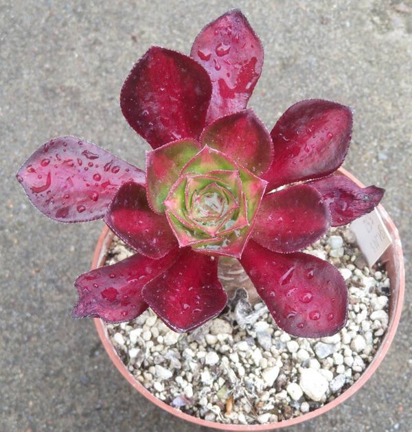 Aeonium cv Phantom Middle variegata