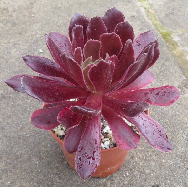 Aeonium cv Blushing Beauty - Rot variegata