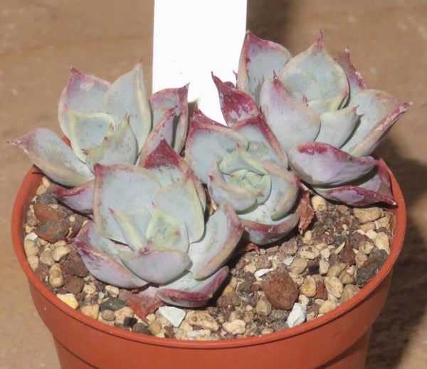 Echeveria cv Fairy Queen
