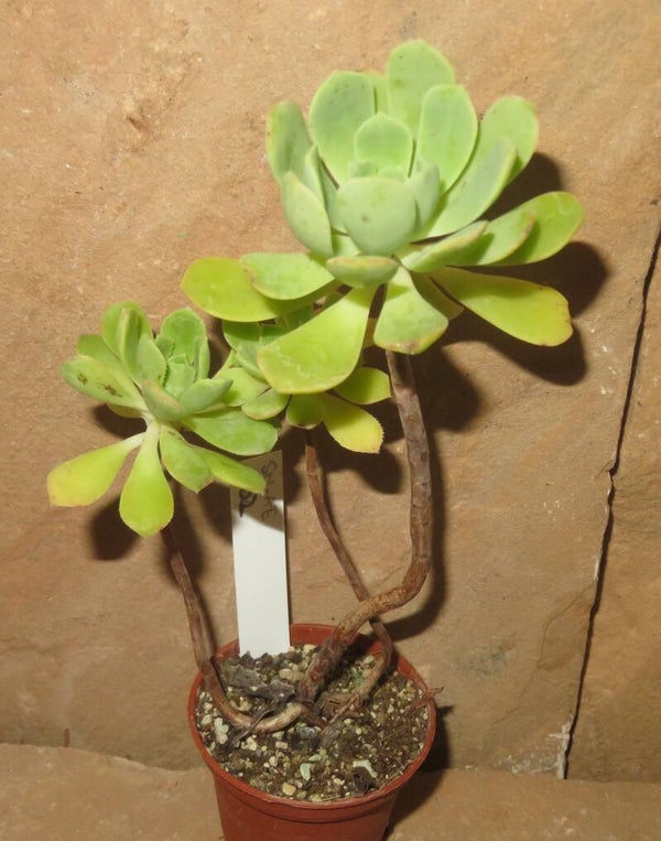 Aeonium castello-paivae