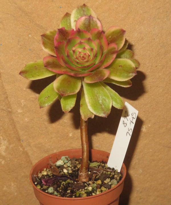 Aeonium cv Pink Peony variegata