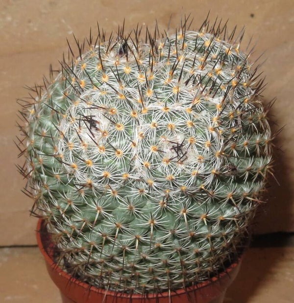 Mammillaria elegans – Große Pflanze