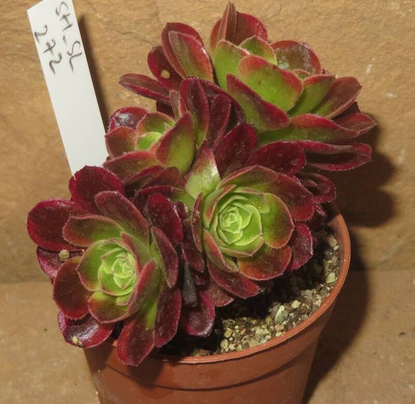 Aeonium cv Milky White variegata