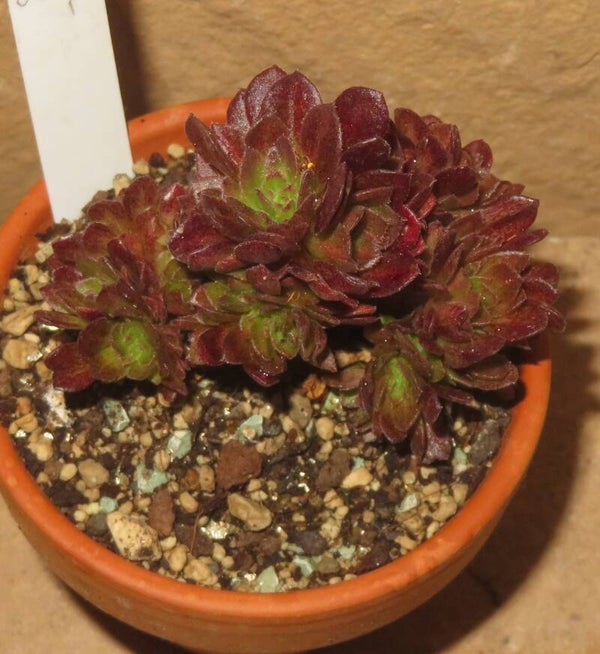 Aeonium cv Matcha cristata variegata - Halloween mediopicta variegata