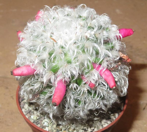 Mammillaria bocasana v. splendens – Ältere Pflanze