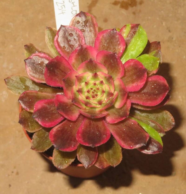 Aeonium cv Pink Daisy – Multicolor variegata