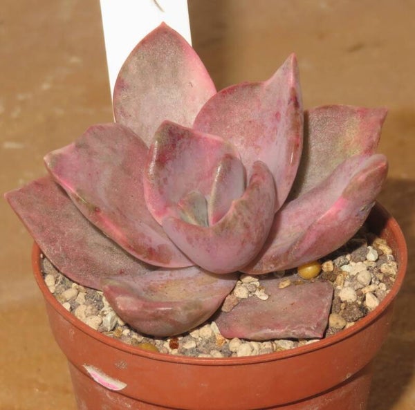 Graptoveria bainesii variegata -  Graptoveria albert baynes variegata