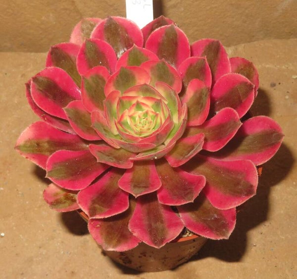 Aeonium cv Pink Witch variegata