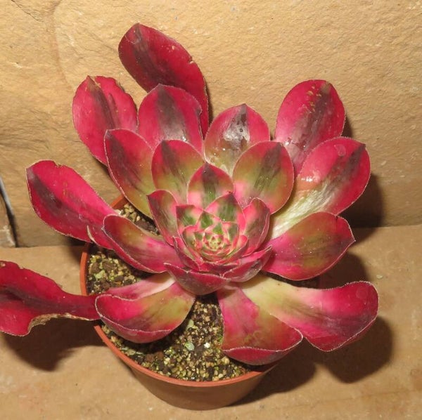 Aeonium cv Alice variegata
