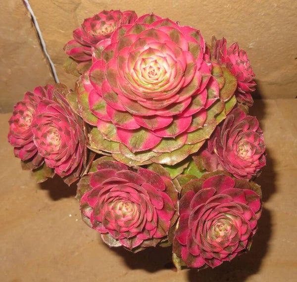 Aeonium cv Magic Candle variegata - Große Pflanze