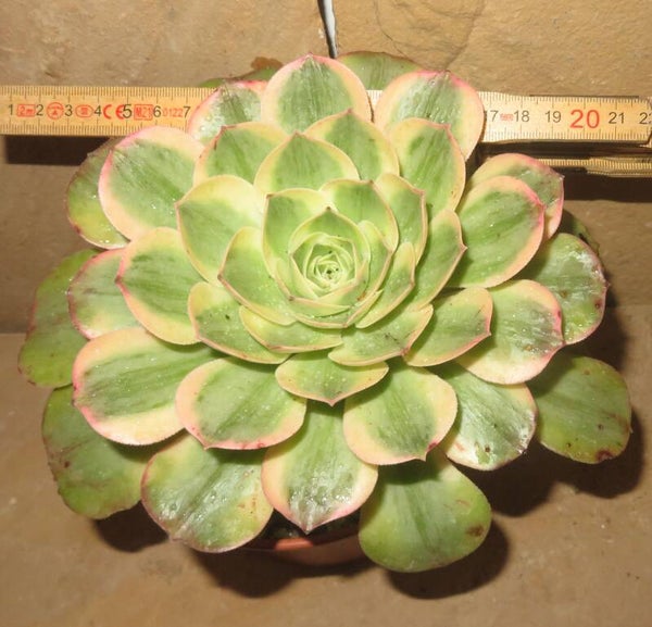 Aeonium lancerottense variegata