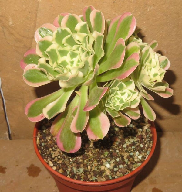 Aeonium Riverstone variegata - Große Pflanze