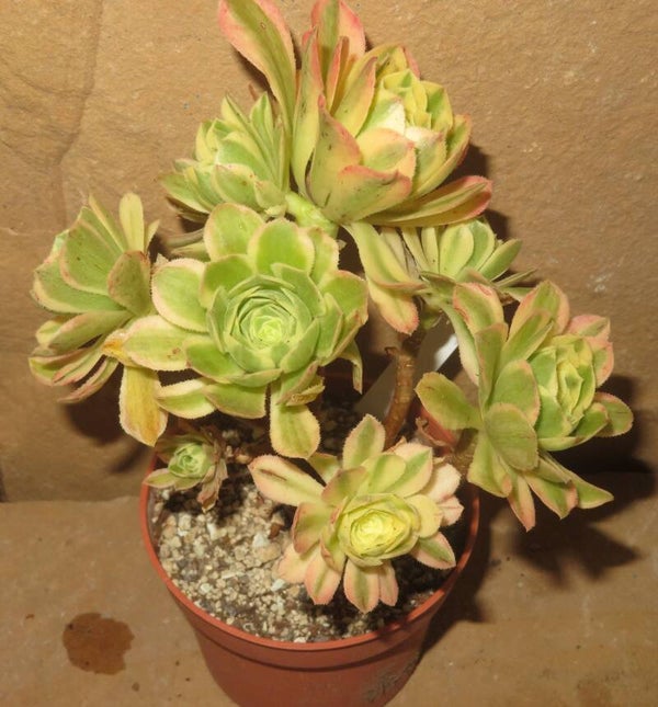 Aeonium cv Yanning variegata - Große Pflanze