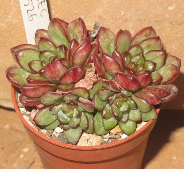 Graptoveria cv Flower Field - 2 Blätter / Blattstecklinge