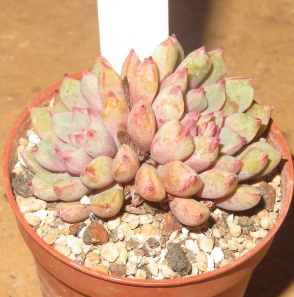 Echeveria subcorymbosa lau30