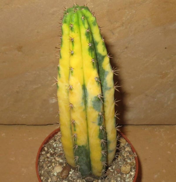 Trichocereus pachanoi variegata – San Pedro Kaktus