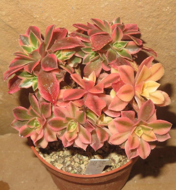 Aeonium leucoblepharum variegata