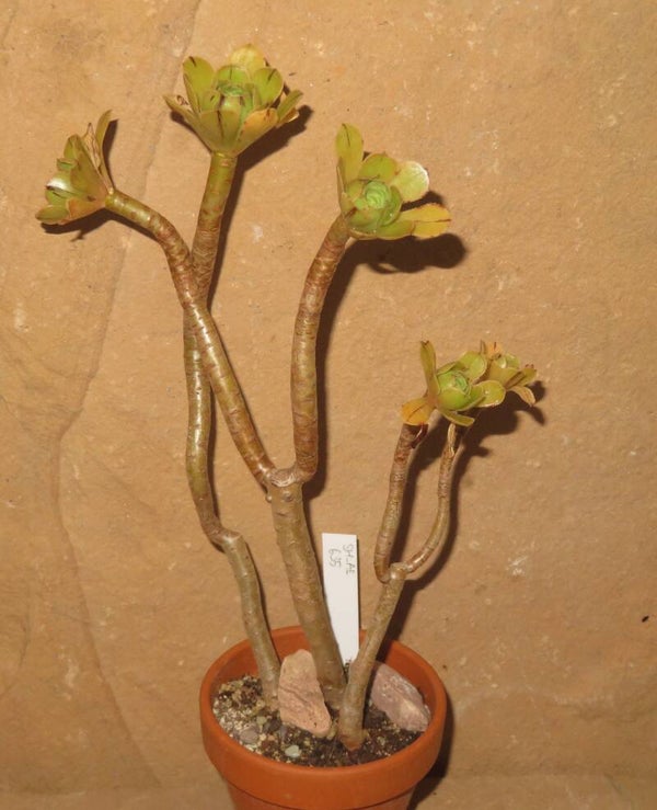 Aeonium arboreum 'Atropurpureum' Green