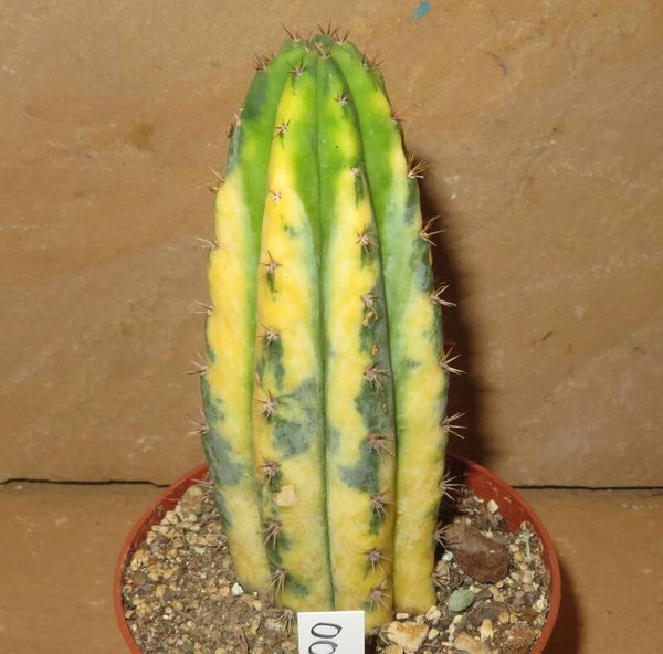 Trichocereus pachanoi variegata – San Pedro Kaktus