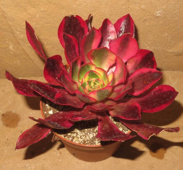 Aeonium cv Phantom variegata