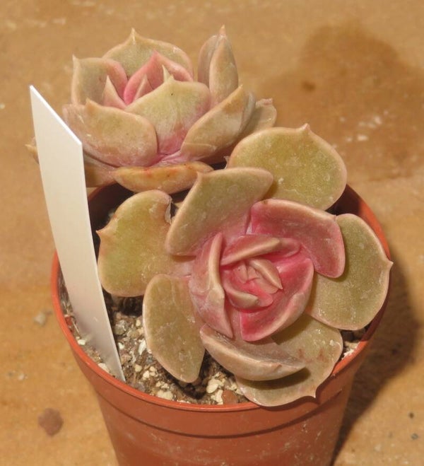 Echeveria cv Purple Blast