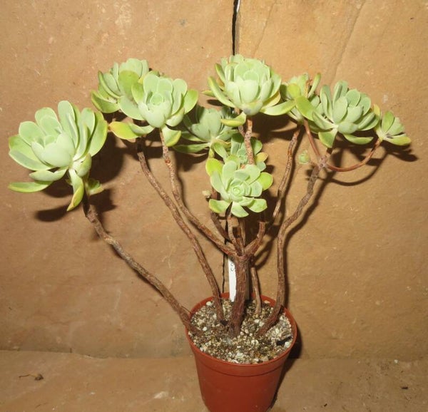 Aeonium castello-paivae - Große Pflanze