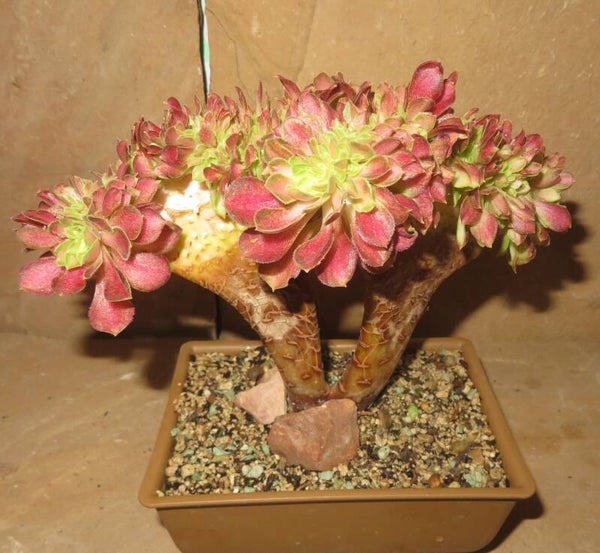 Aeonium cv ShaoHua cristata variegata 20cm