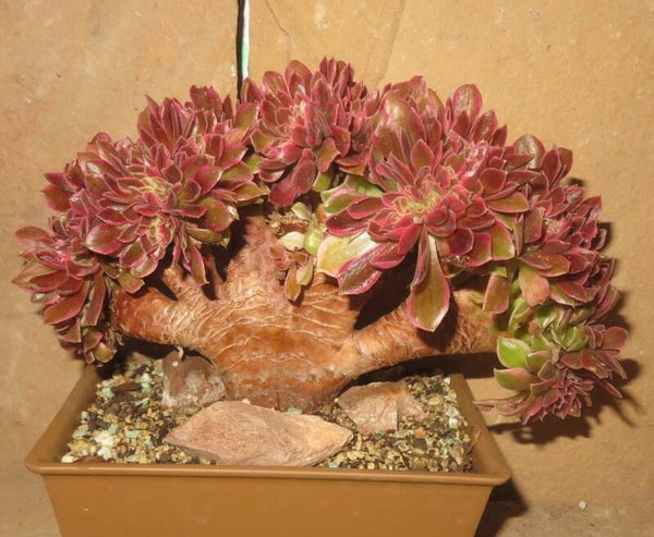 Aeonium cv Rainbow Swirl cristata variegata