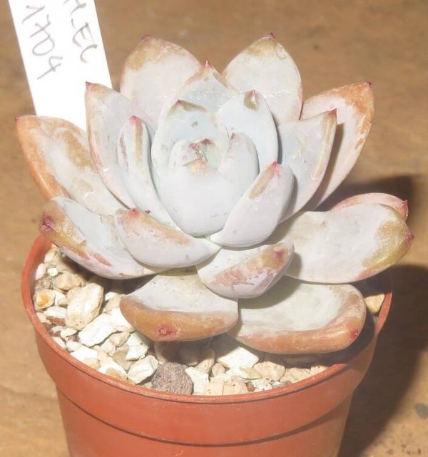 Echeveria cv Miss Jin New!!!