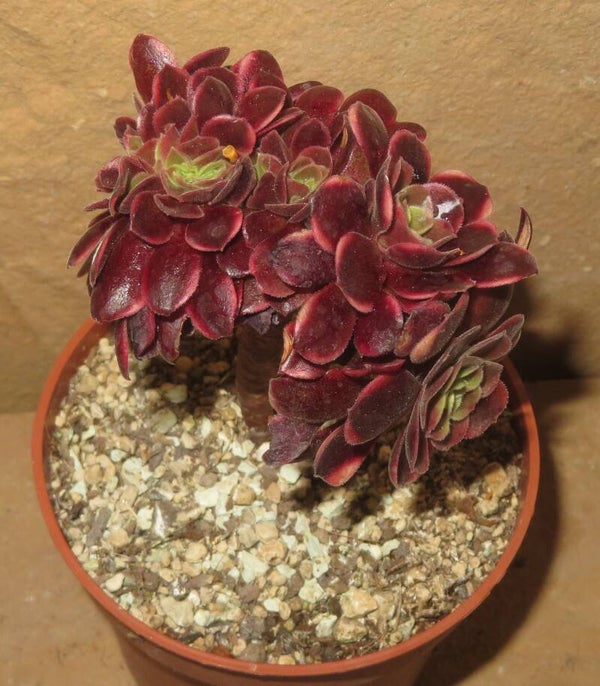 Aeonium cv SuperBang cristata variegata
