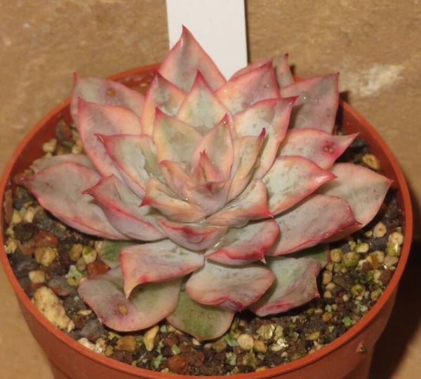 Echeveria cv Esther variegata