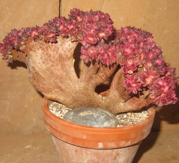 Aeonium cv Magic Candle cristata variegata - 25cm
