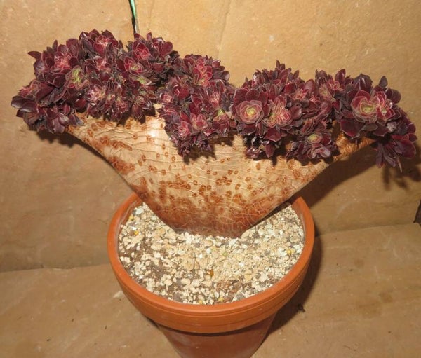 Aeonium cv SuperBang cristata variegata - 28cm