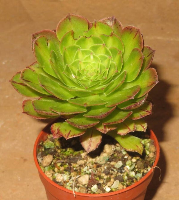 Aeonium cv Zhi Fou green variegata