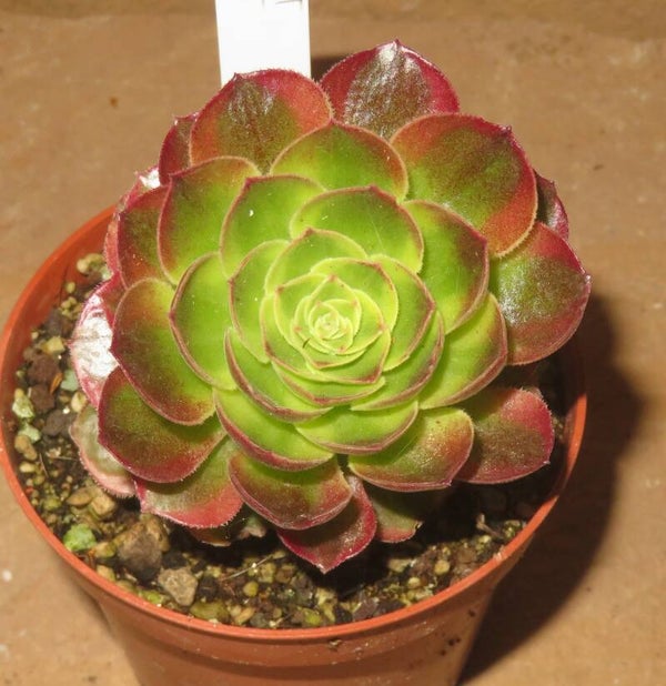 Aeonium cv Milky White variegata