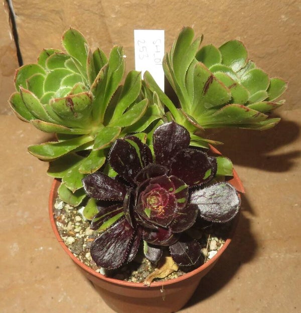 Aeonium cv Big Bang