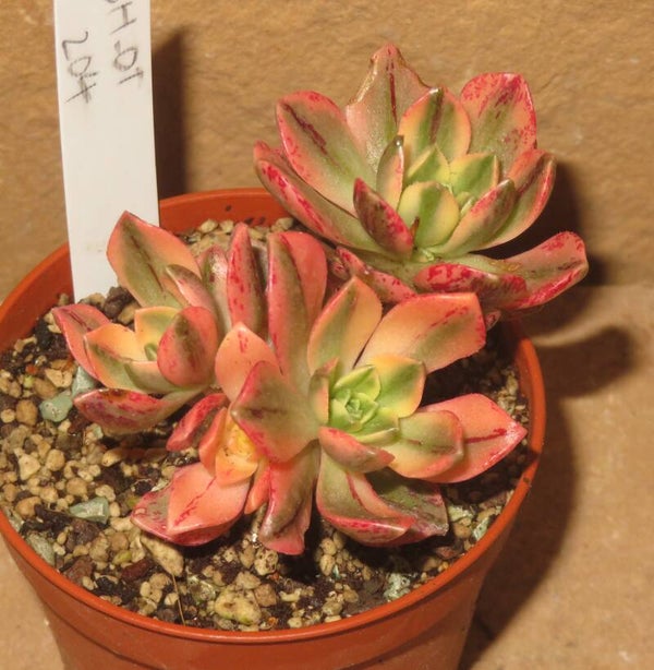 Aeonium cv Bronze Medal variegata