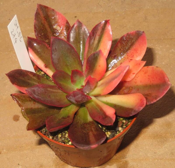 Echeveria cv Hanaikada variegata