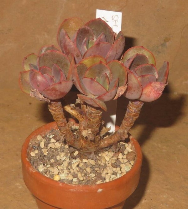 Echeveria cv SUYON