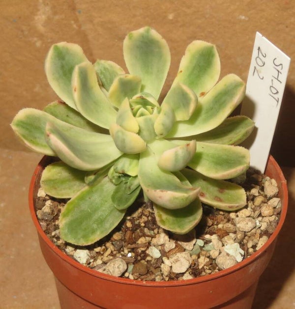 Aeonium castello-paivae variegata